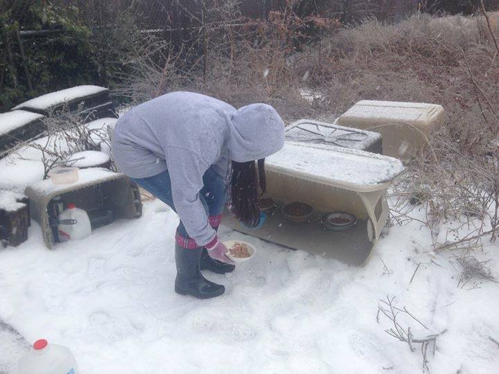 outdoor cats and cold weather