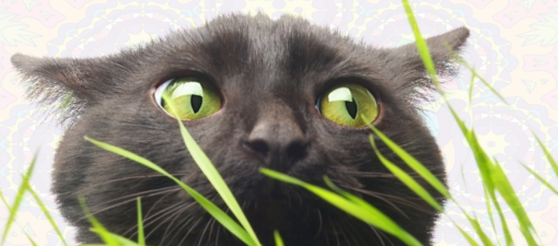 Is Your Cat Hooked On Cat Grass Psst It s Okay 