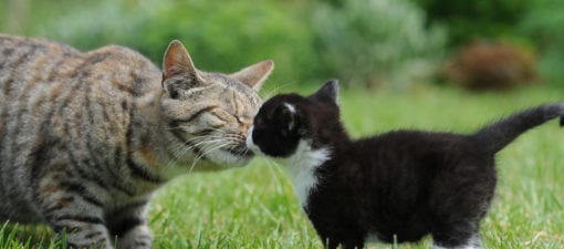 introducing senior cat to kitten