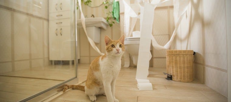 Where To Put The Litter Box In A Small House Or Apartment Litter