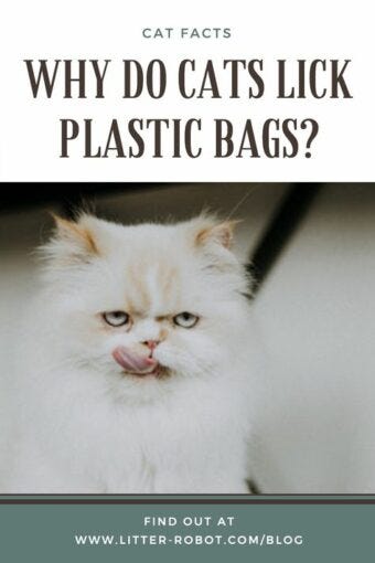 Pourquoi les chats lèchent-ils les sacs en plastique