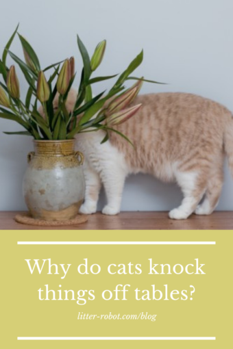 Why Do Cats Knock Things Off Tables Litter Robot Blog