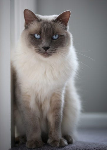 Balinese Cat - US Cat Breeds