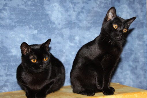 Bombay - US Cat Breeds