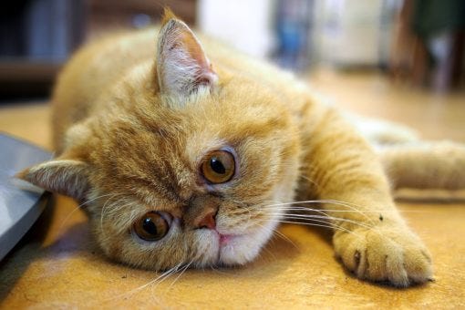 Exotic Shorthair - US Cat Breeds