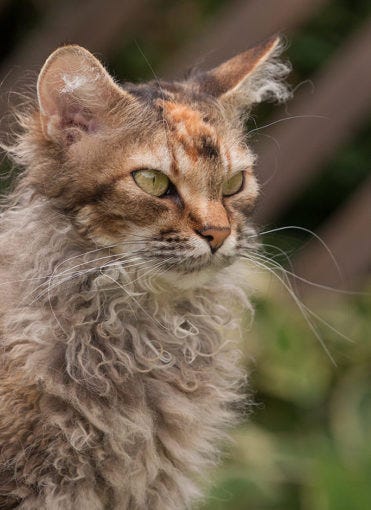 LaPerm Cat - Cat Breeds