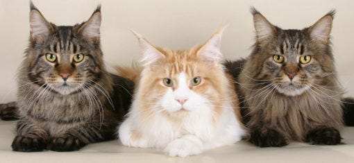 12 Cat Breeds That Originated In The U S Litter Robot Blog