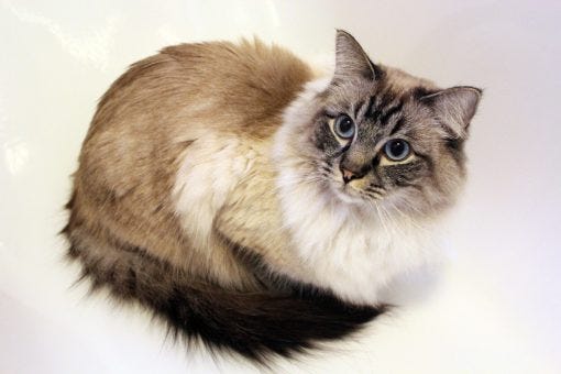 Ragdoll Cat - Cat Breeds