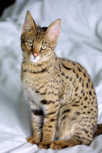 Savanah Cat - Cat Breeds