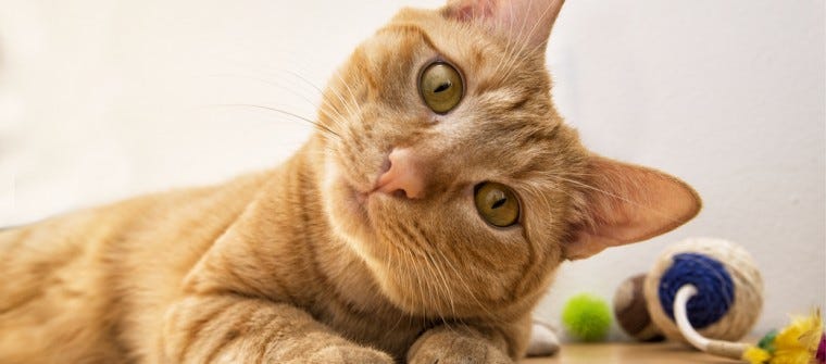 are orange tabby cats usually male