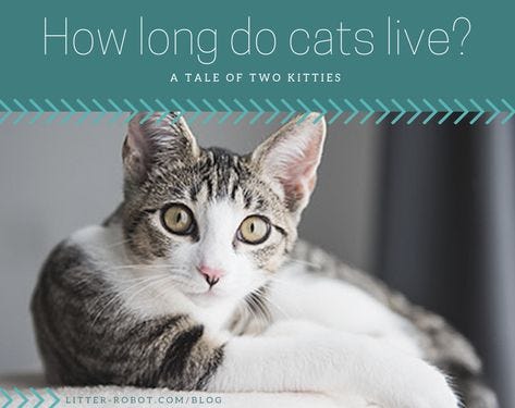 How Long Do Cats Live A Tale Of Two Kitties Litter Robot Blog