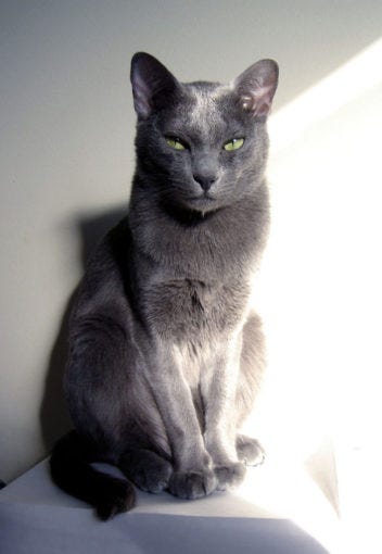 pure grey cat