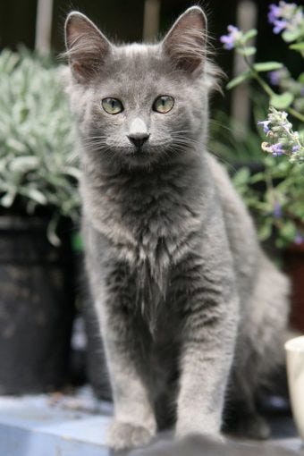 small gray cat breed