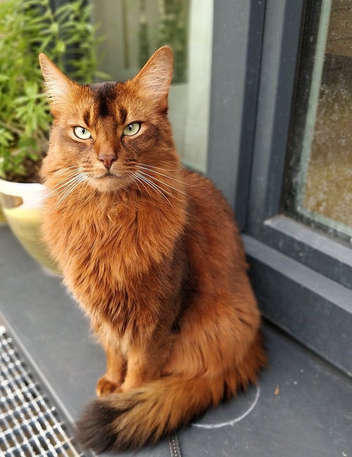 Luscious Locks 13 Long Haired Cat Breeds Litter Robot Blog