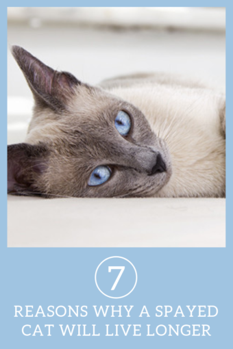 7 Reasons Why A Spayed Cat Will Live Longer Litter Robot Blog