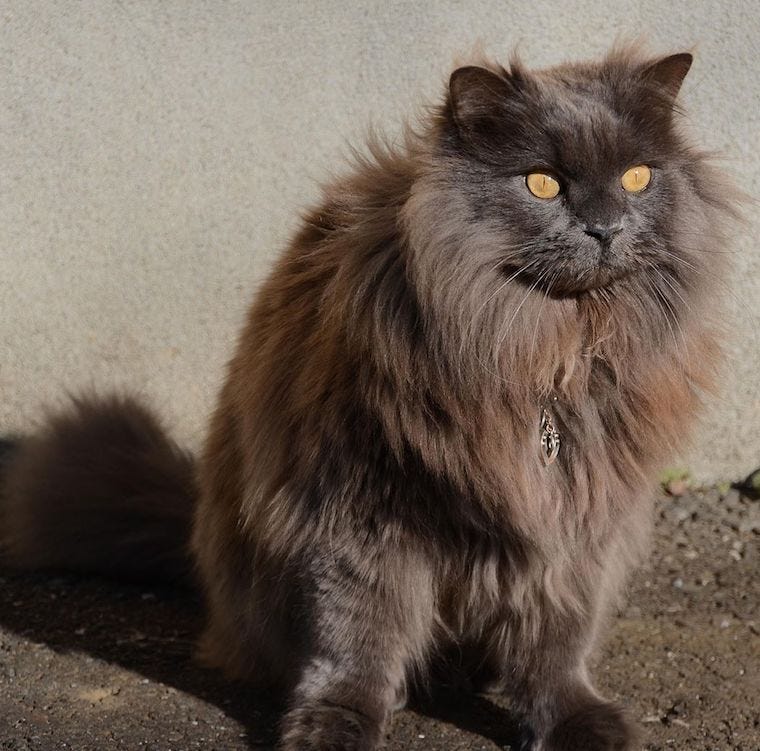 russian cat long hair