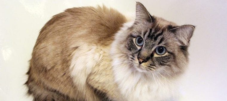 long haired white cat breeds