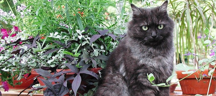 14 Herbs Safe For Cats And 9 To Avoid Litter Robot Blog