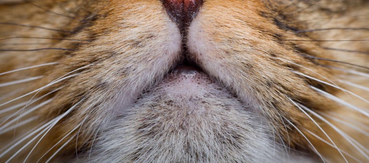 Your Cat May Have Feline Acne | Learn 