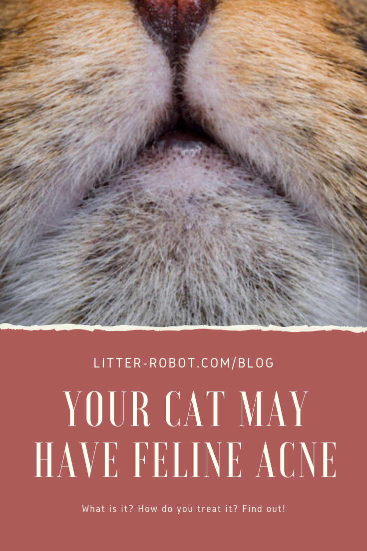 your-cat-may-have-feline-acne-learn-more-on-litter-robot-blog