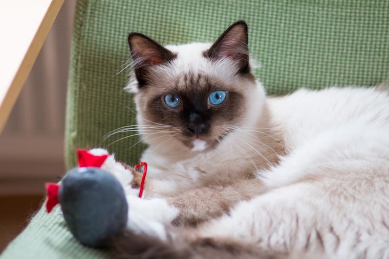 9 Lazy Cat Breeds For Chill Cat Parents | Litter-Robot Blog