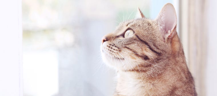 Is Holistic Pet Care Right For Your Cat? | Litter-Robot Blog