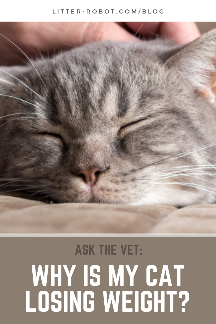 ask-the-vet-why-is-my-cat-losing-weight-litter-robot-blog