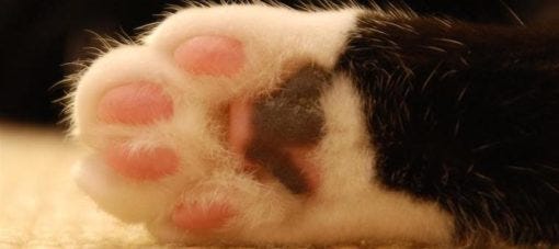 7 Fun Facts About Toe Beans! | Learn more on Litter-Robot Blog