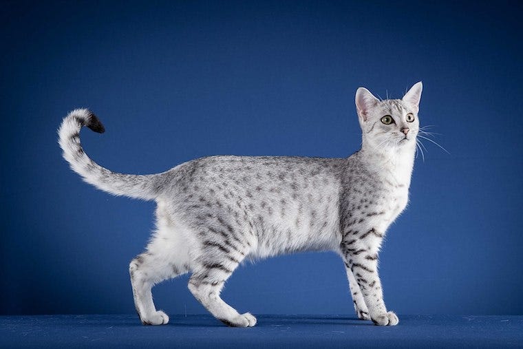 Egyptian Mau cat with primordial pouch