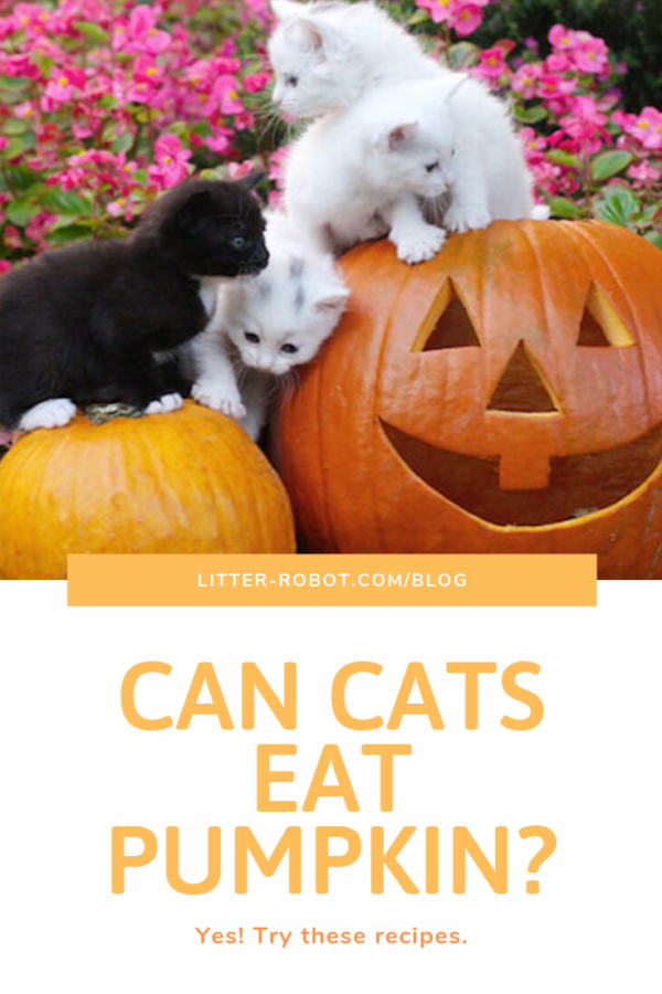 pumpkin for kitten diarrhea