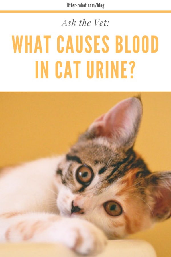 ask the vet what causes blood in cat urine  litterrobot blog