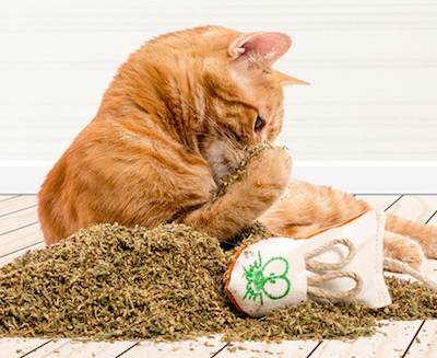 orange cat playing with hemp mouse cat toy in pile of catnip