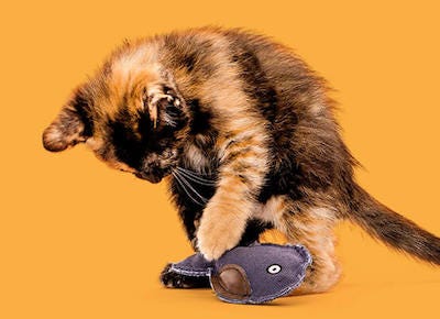 calico cat playing with whale plush cat toy