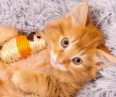 long-haired orange cat playing with sisal mouse cat toy