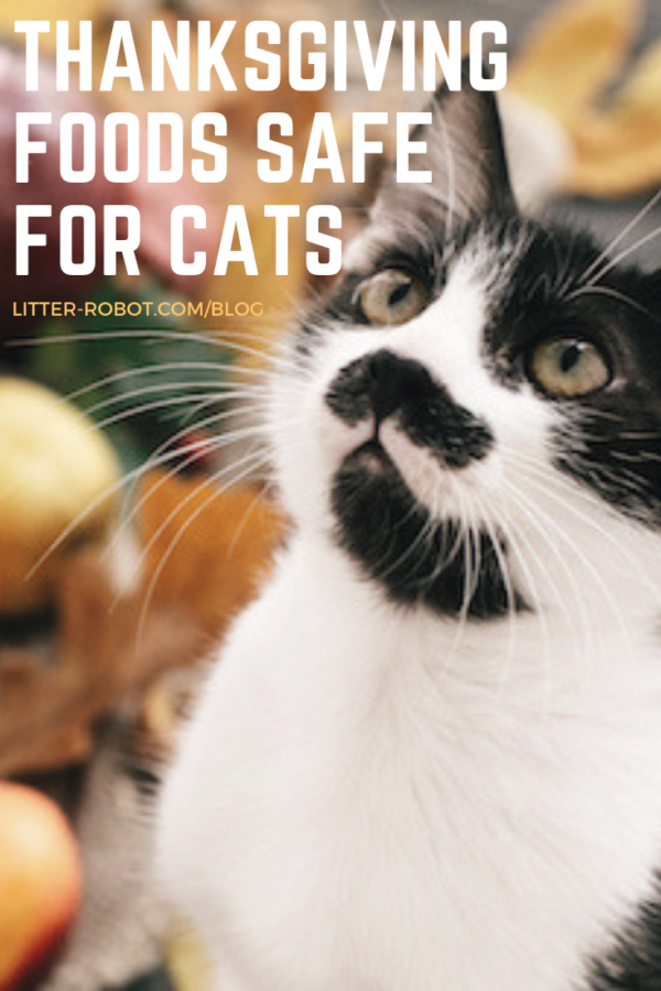 black and white cat sitting in front of blurred thanksgiving foods safe for cats