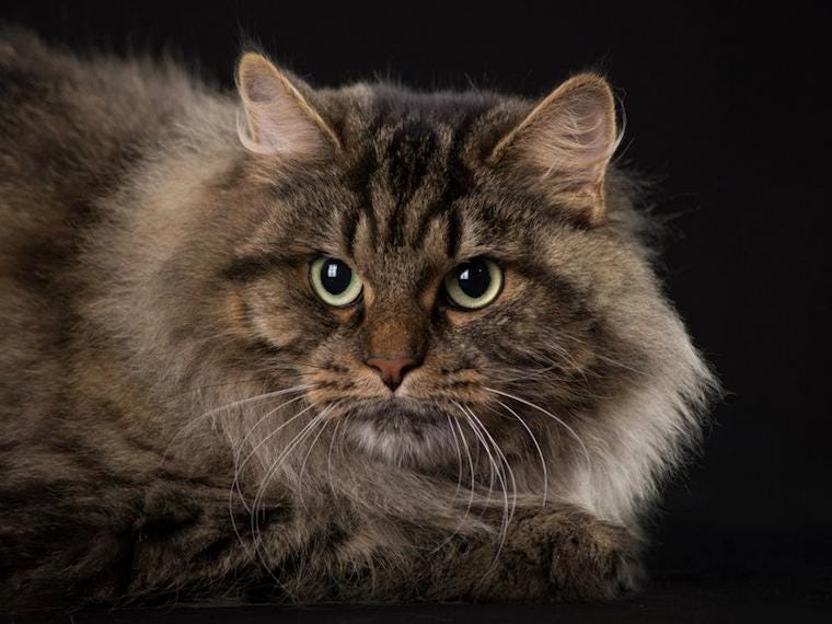 Cats With Ear Tufts & Cat Ear Furnishings | Litter-Robot Blog