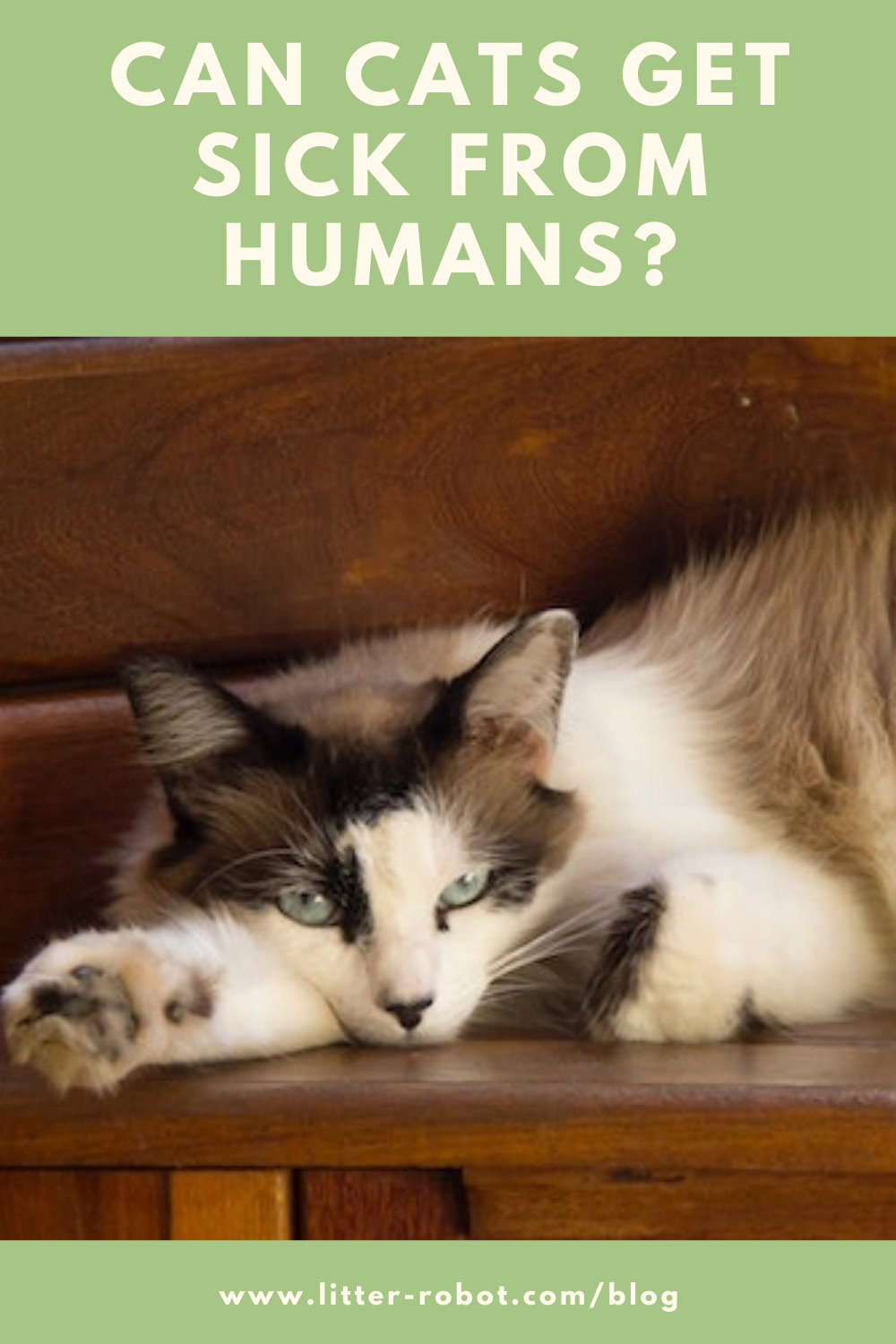 Can Cats Get Sick From Humans? Learn more on LitterRobot Blog