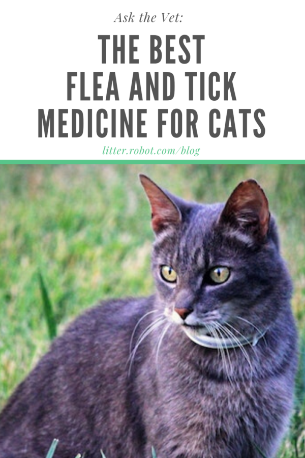 best flea med for cats