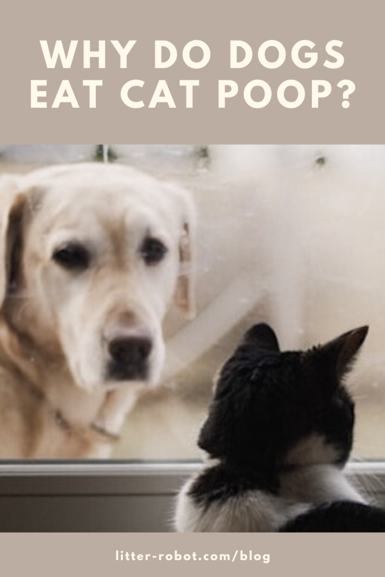 why do dogs love eating cat poop