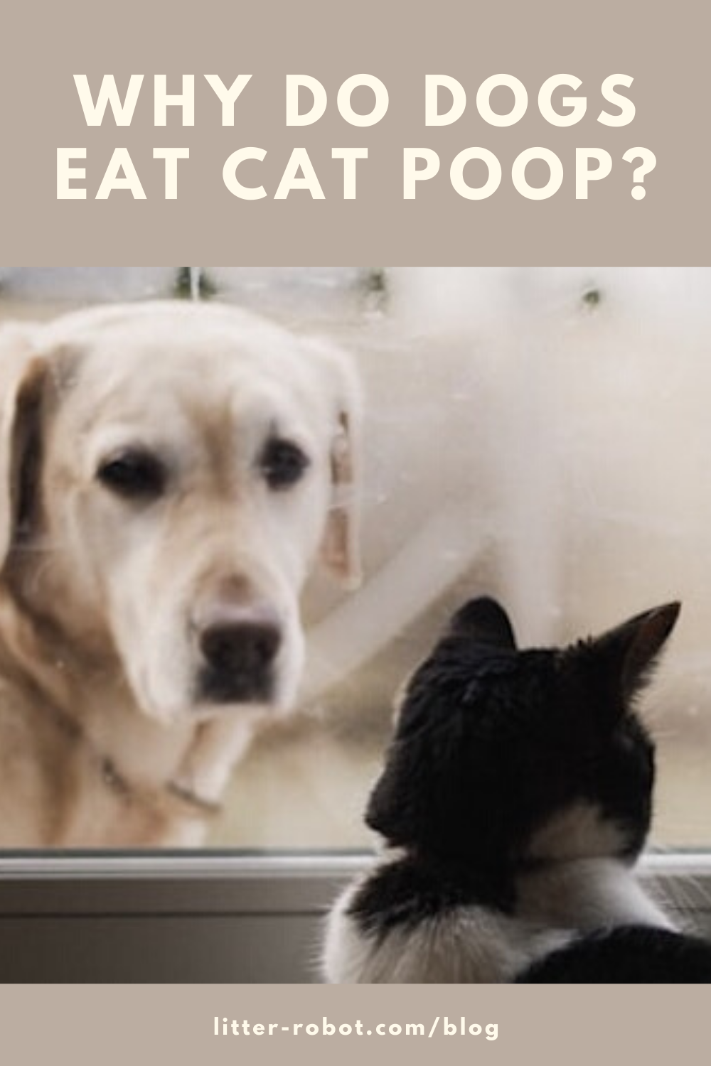 Why Do Dogs Eat Cat Poop? Learn more on LitterRobot Blog