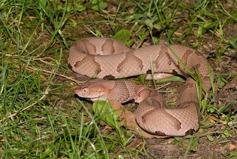 How To Recognize A Snake Bite On A Cat Litter Robot Blog