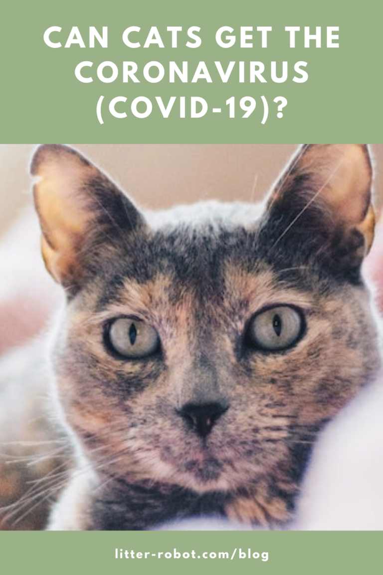 Can Cats Get The Coronavirus COVID 19  768x1152 