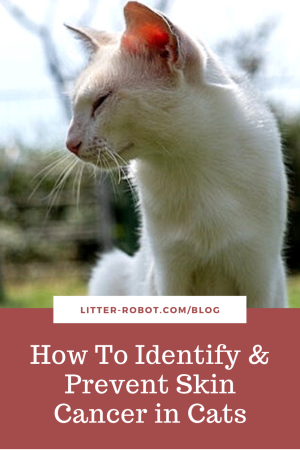 How To Identify Prevent Skin Cancer In Cats Litter Robot Blog