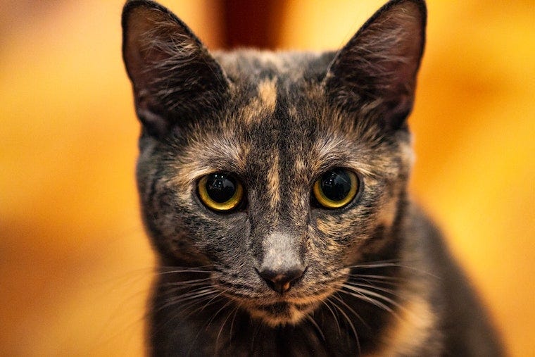 Schildkrötenkatze mit gelbem Hintergrund