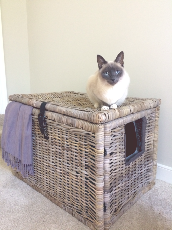 Siamese cat sitting on wicker basket converted to litter box furniture
