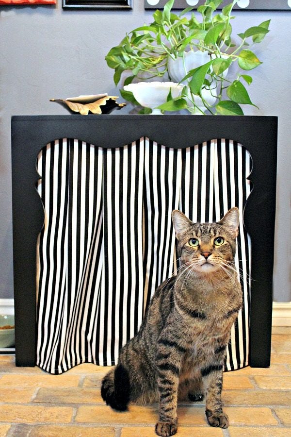Tabby cat in front of end table with curtains converted to litter box furniture