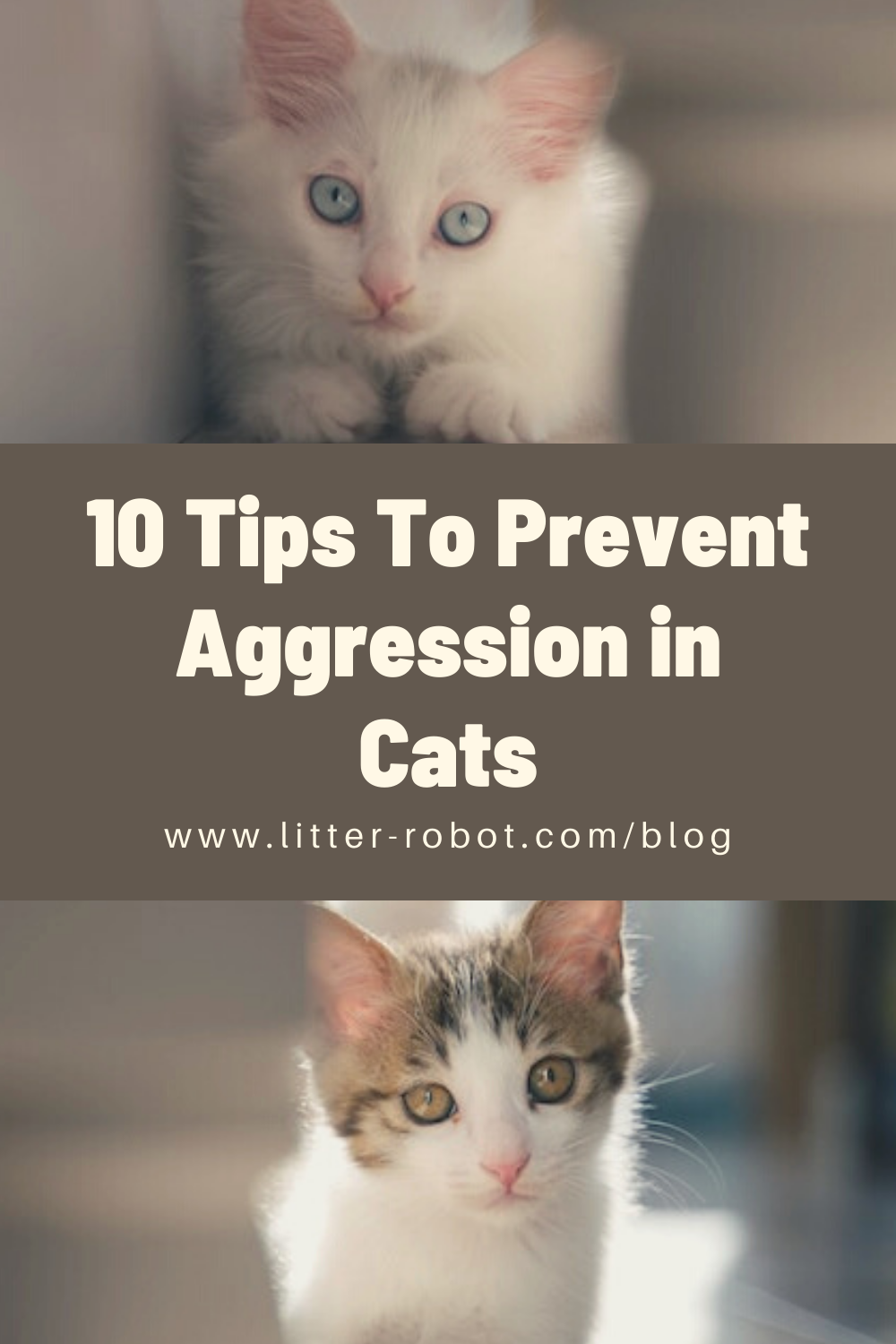 10 Tips To Prevent Aggression In Cats – Universty Of Cats