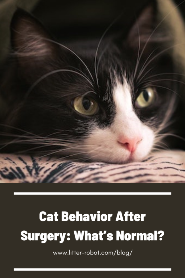 Cat Behavior After Surgery What S Normal Litter Robot Blog