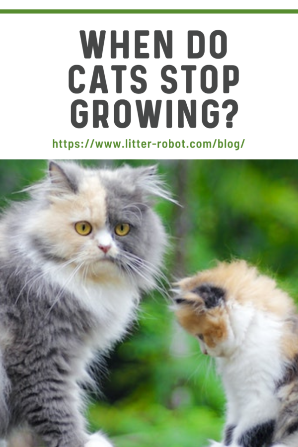 When Do Cats Stop Growing Learn More On Litter Robot Blog