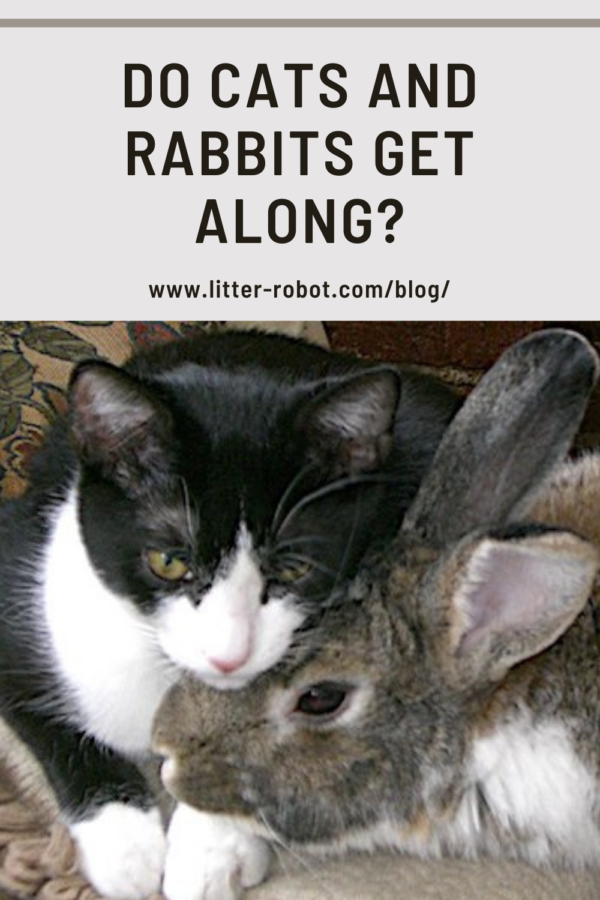 Do Cats and Rabbits Get Along? Learn more on LitterRobot blog